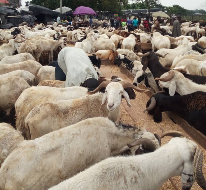 Kaduna Muslim Faithfuls Vow to Observe Sallah Despite Soaring Food, Ram Prices
