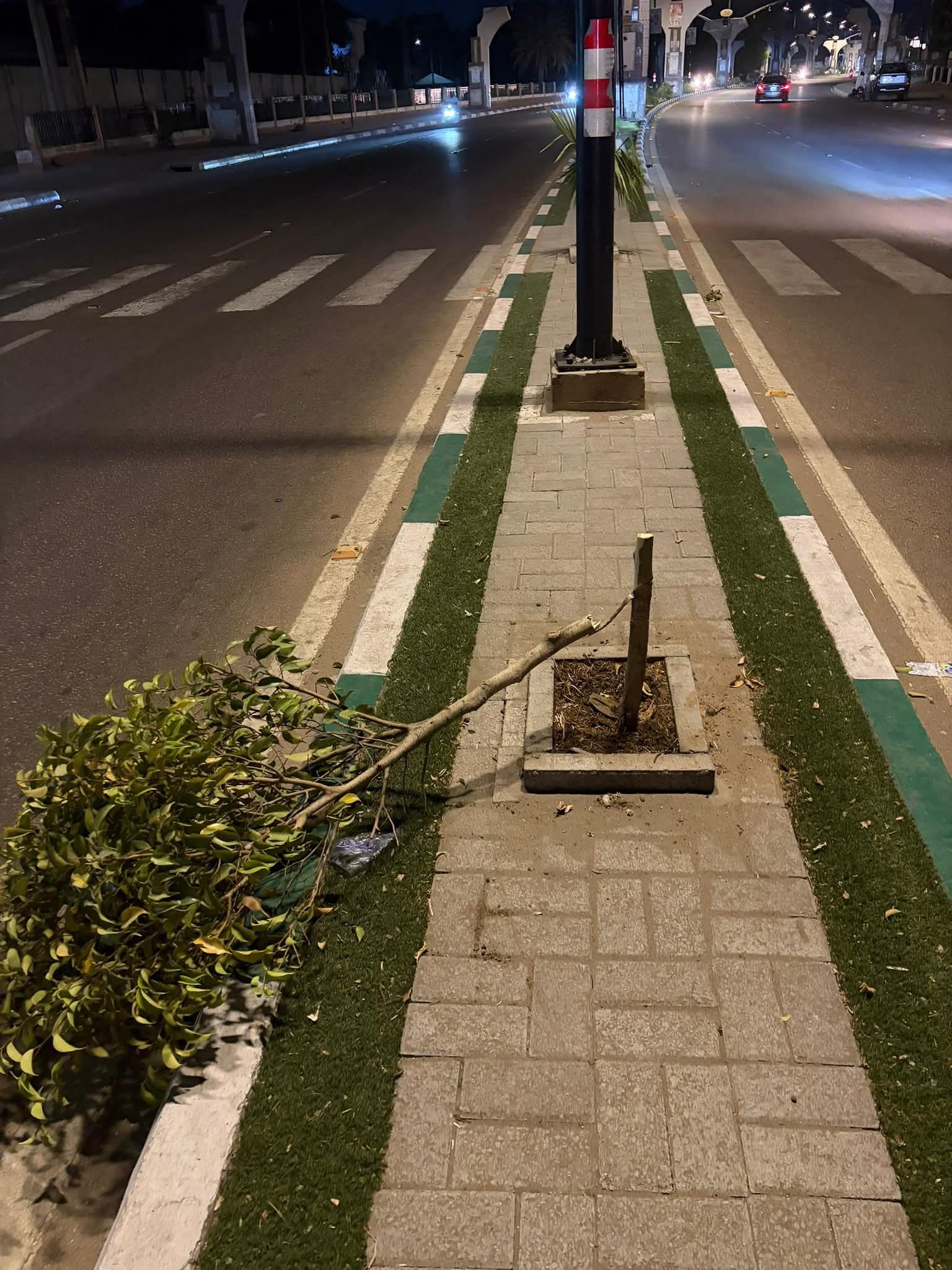 Kano Tree Vandalism Linked to Political Tensions