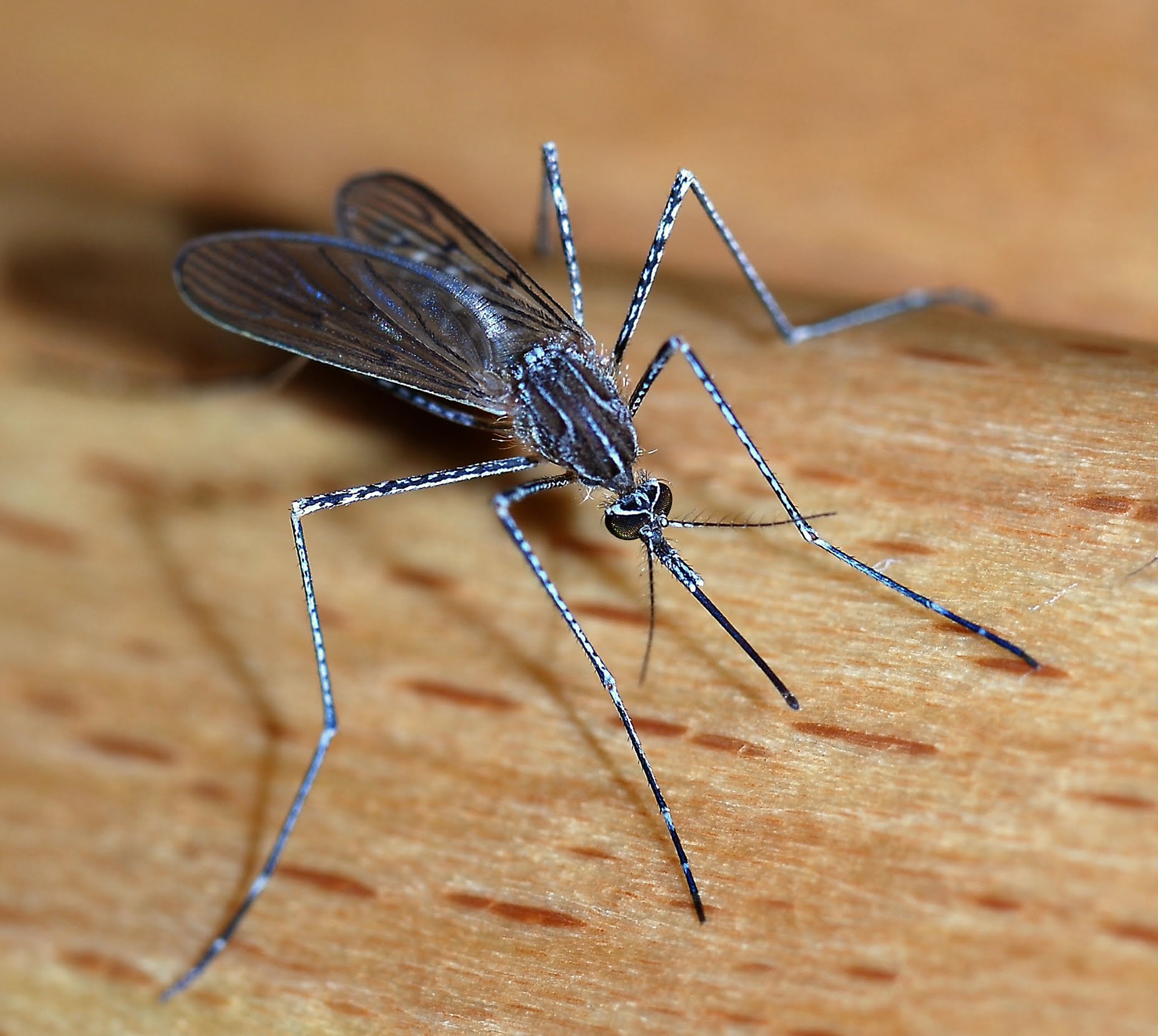 Lagos sees near-million malaria cases in 2025