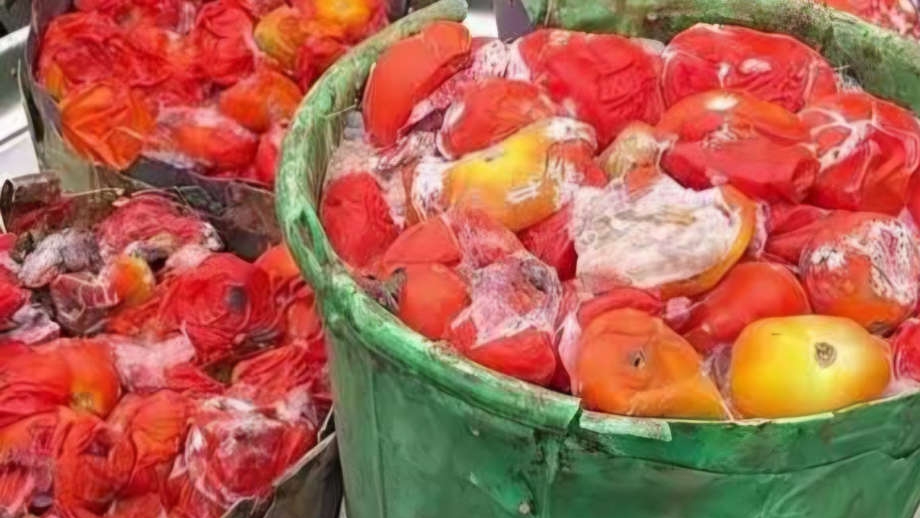 Avoid Spoiled Tomatoes – Lagos Warns